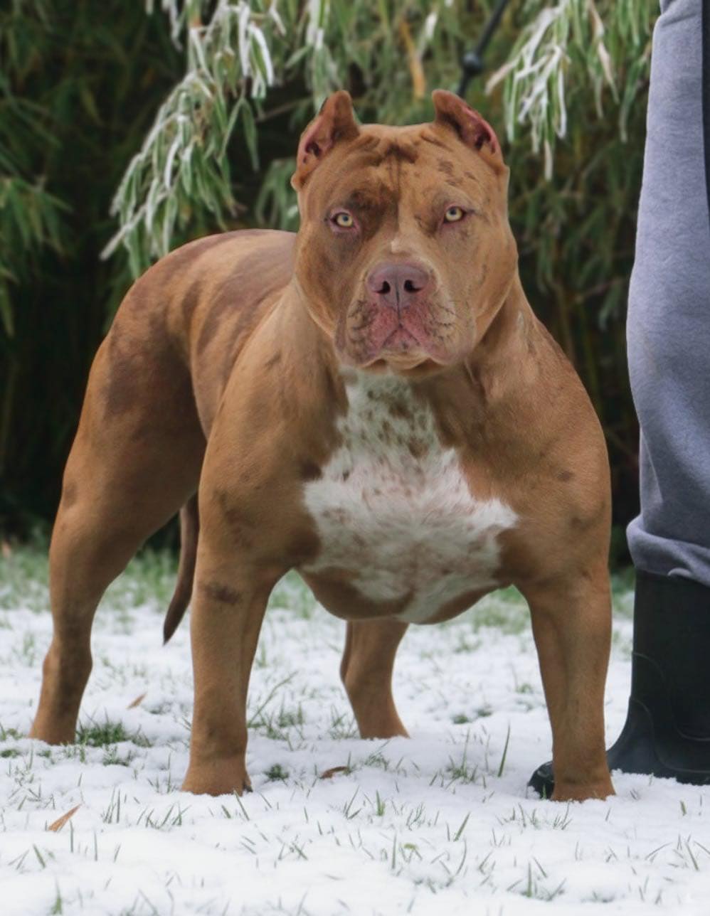 Dog Featured Image
