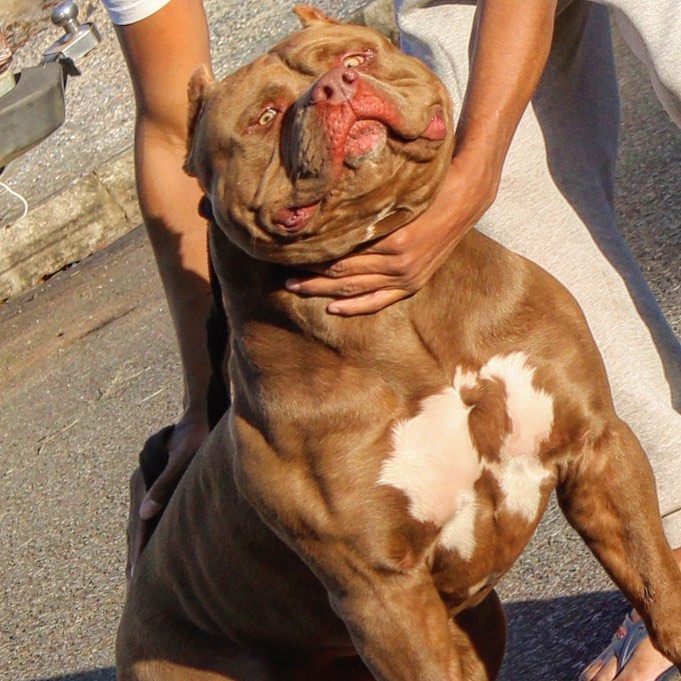 Dog Featured Image