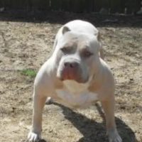 Roaddog’s kennel Mohett