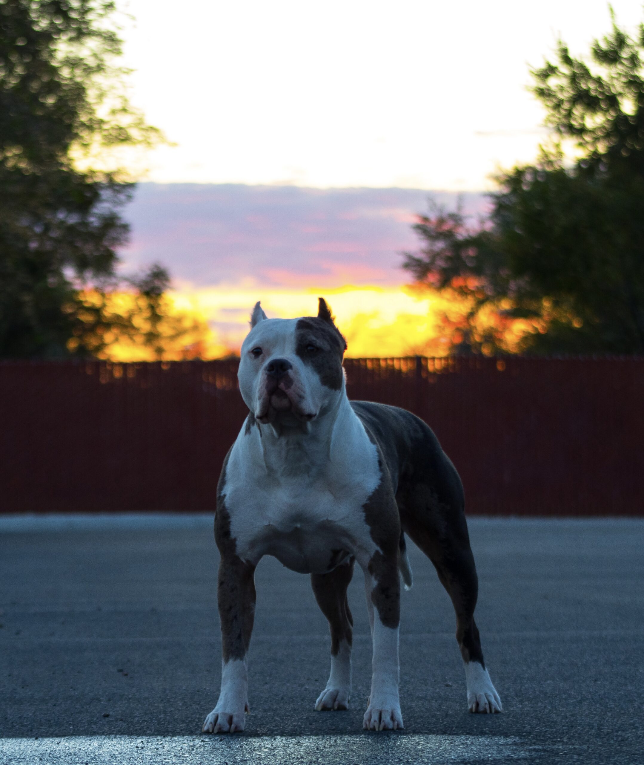 Dog Featured Image