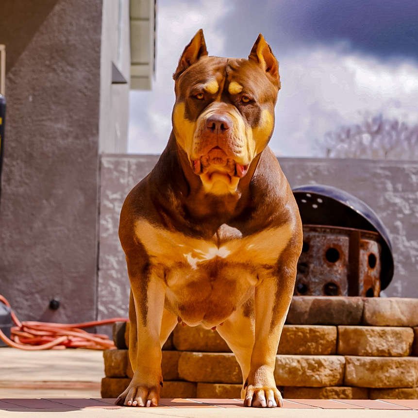 Dog Featured Image