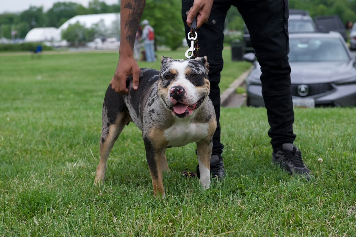 Dog Featured Image