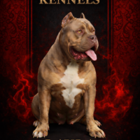 Layla Kennel JL