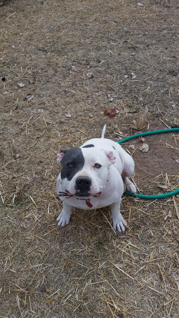 Dog Featured Image