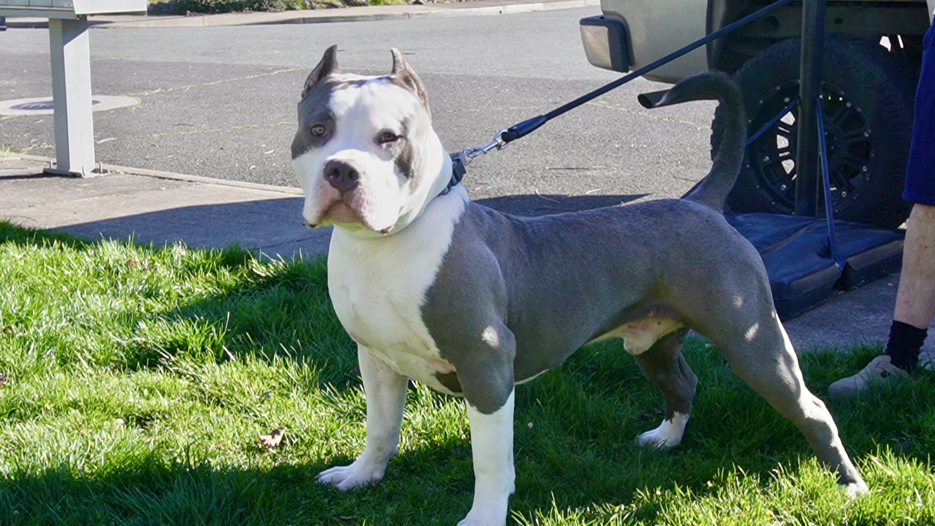 Dog Featured Image