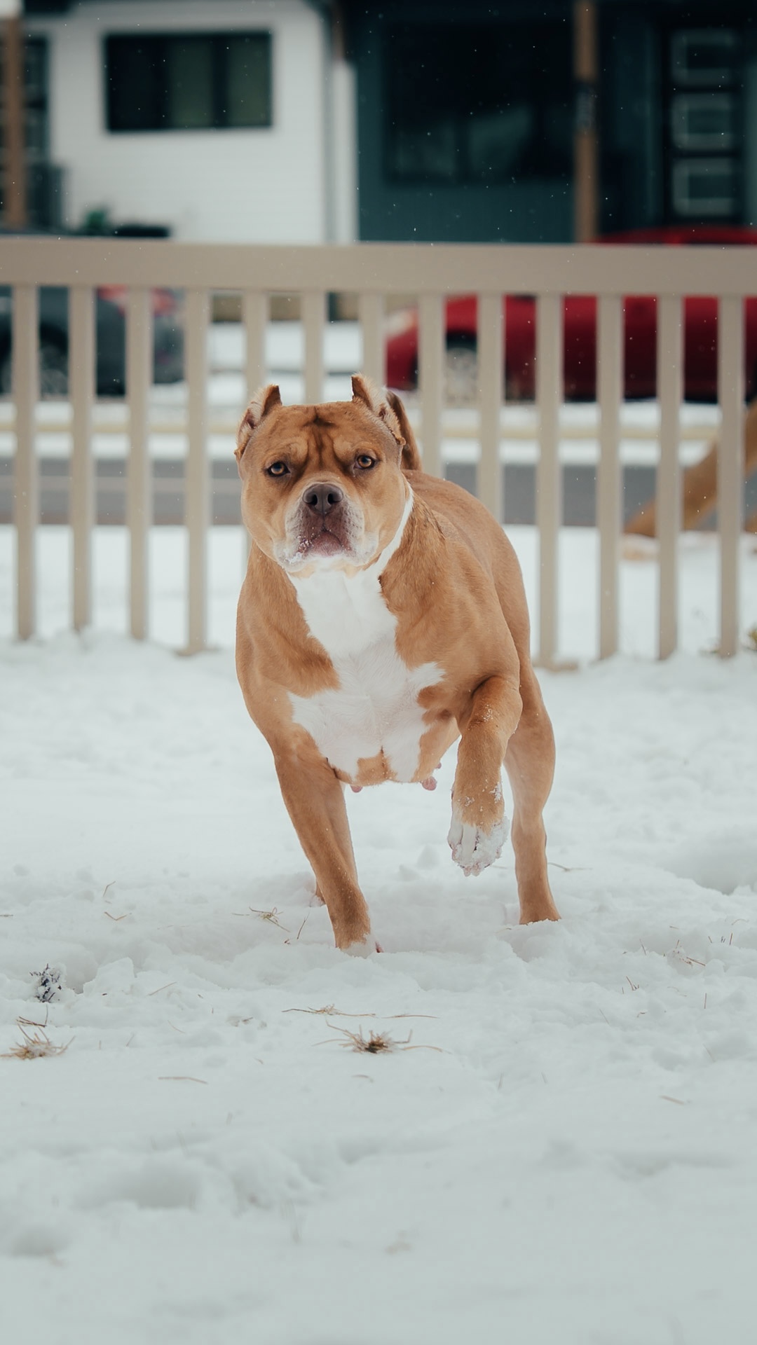 Dog Featured Image