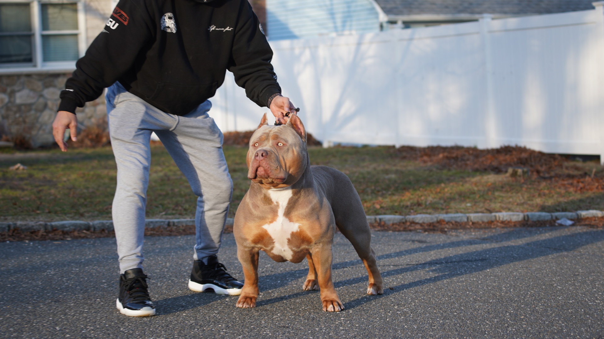 Dog Featured Image