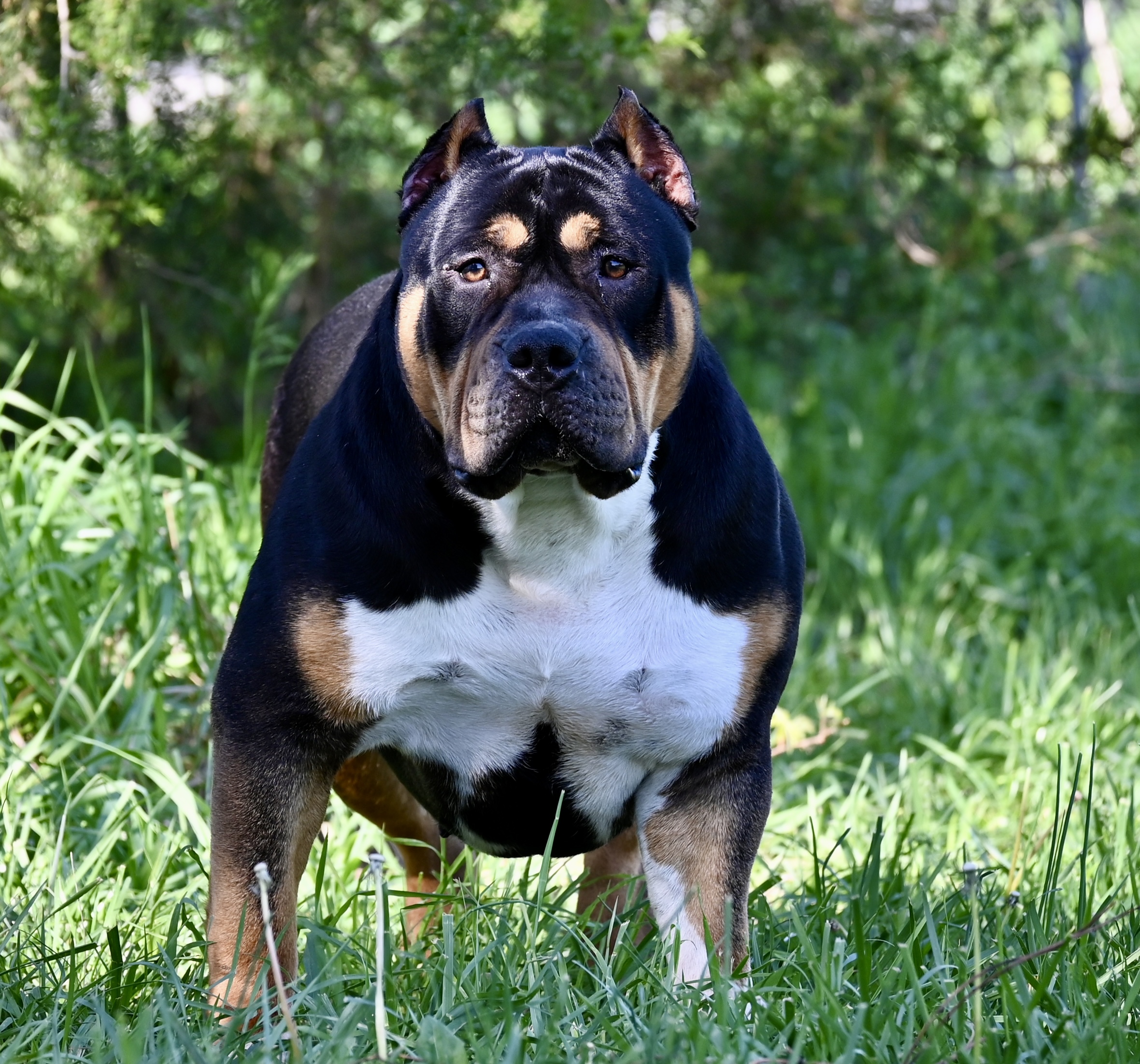 Dog Featured Image