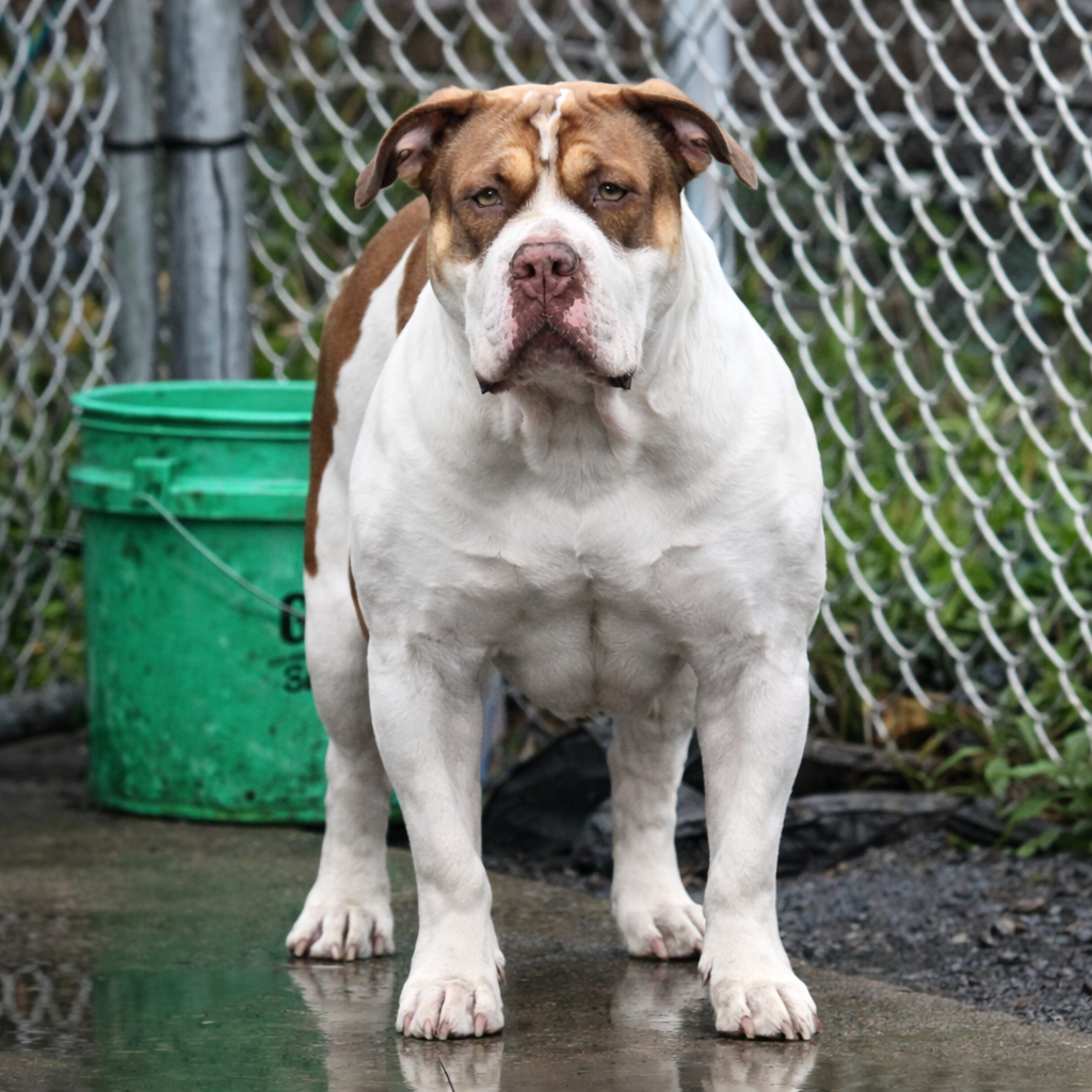 Dog Featured Image