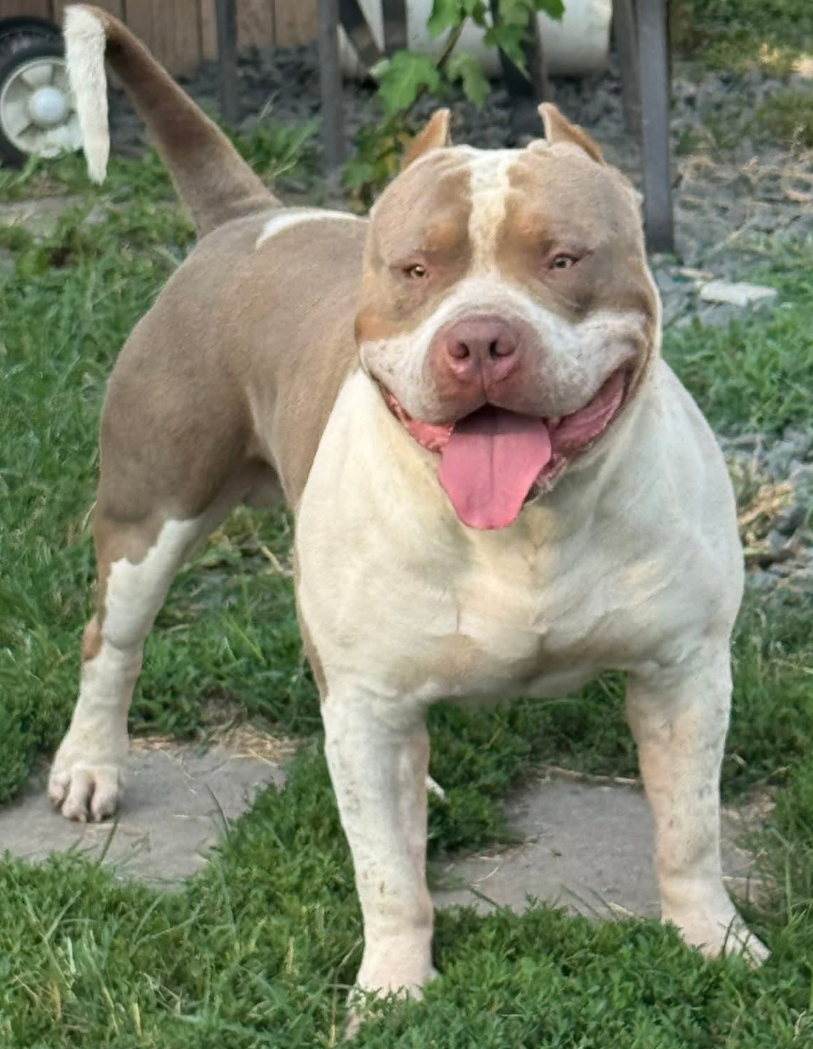 Dog Featured Image