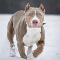 XXL Luxor Bullys Dronning Skadi