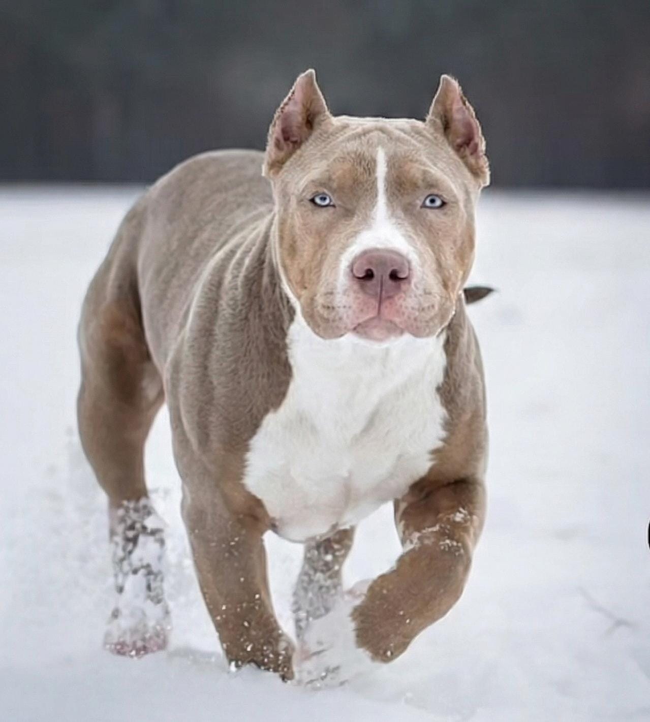 Dog Featured Image