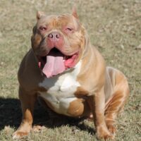 BBB Muscleena