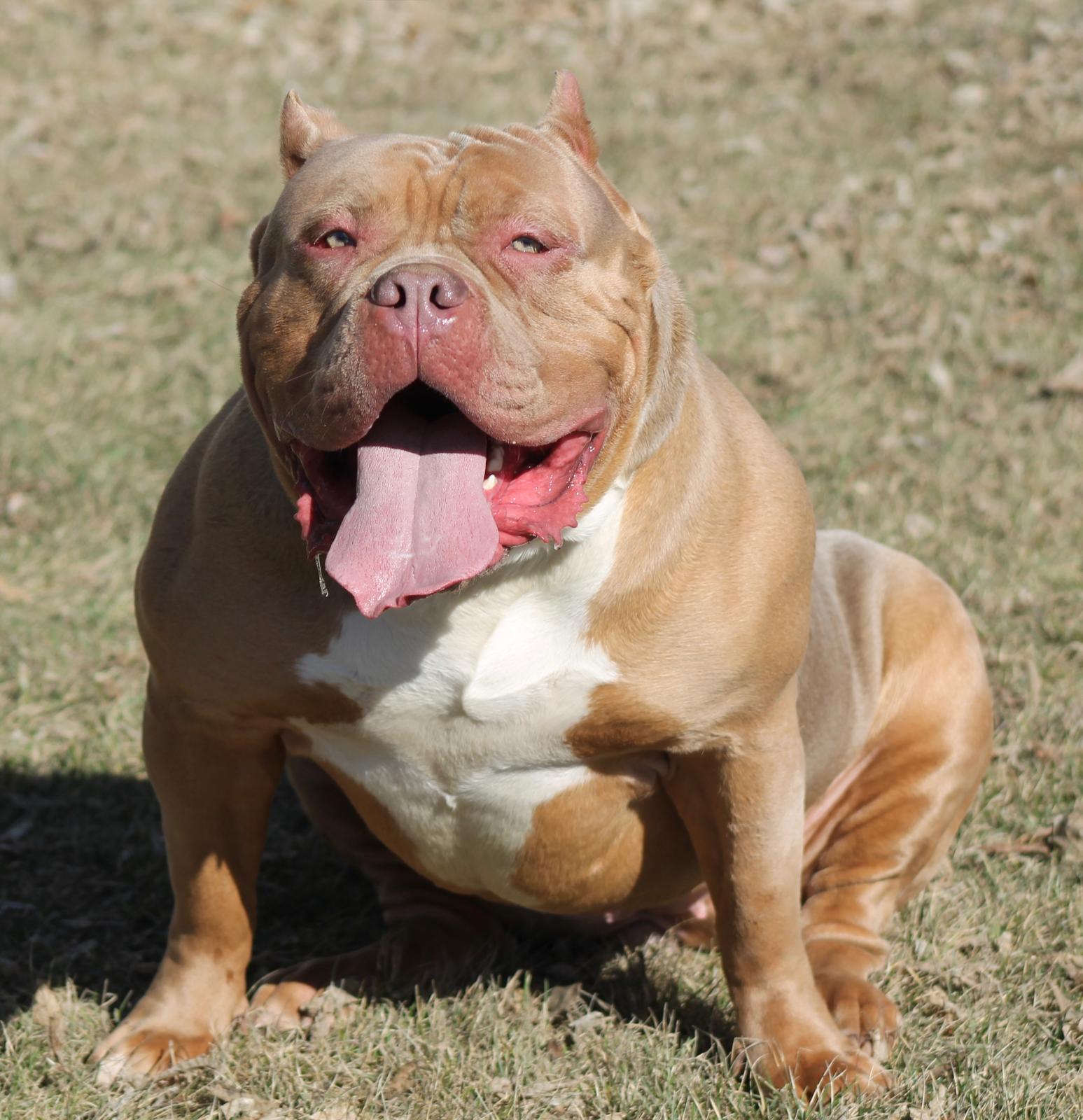 Dog Featured Image