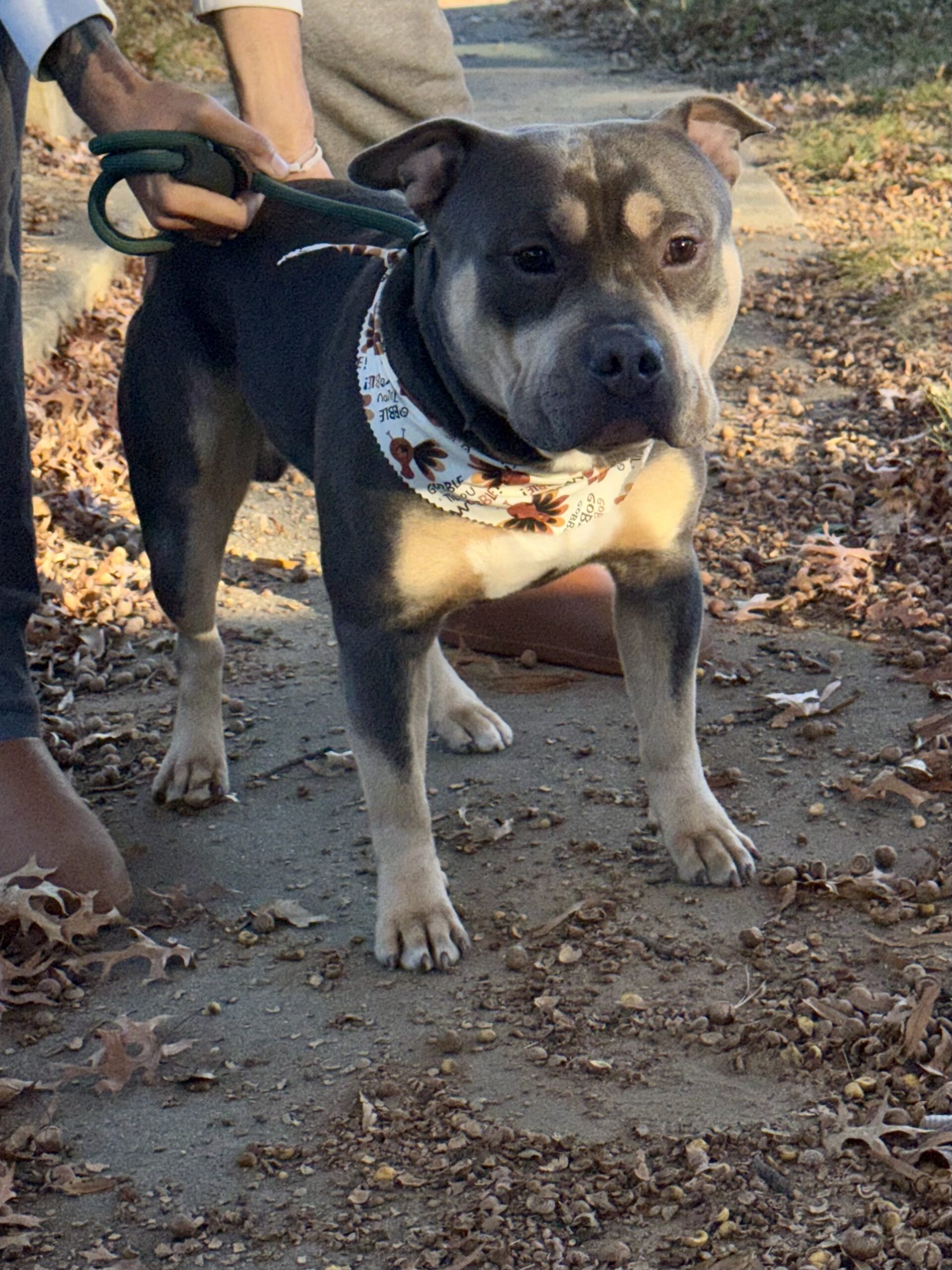 Dog Featured Image