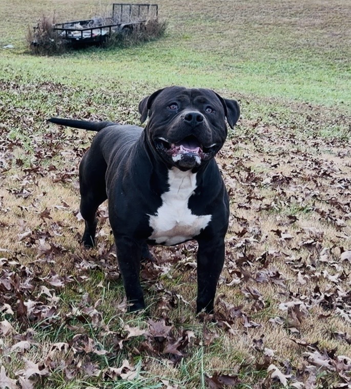 Dog Featured Image