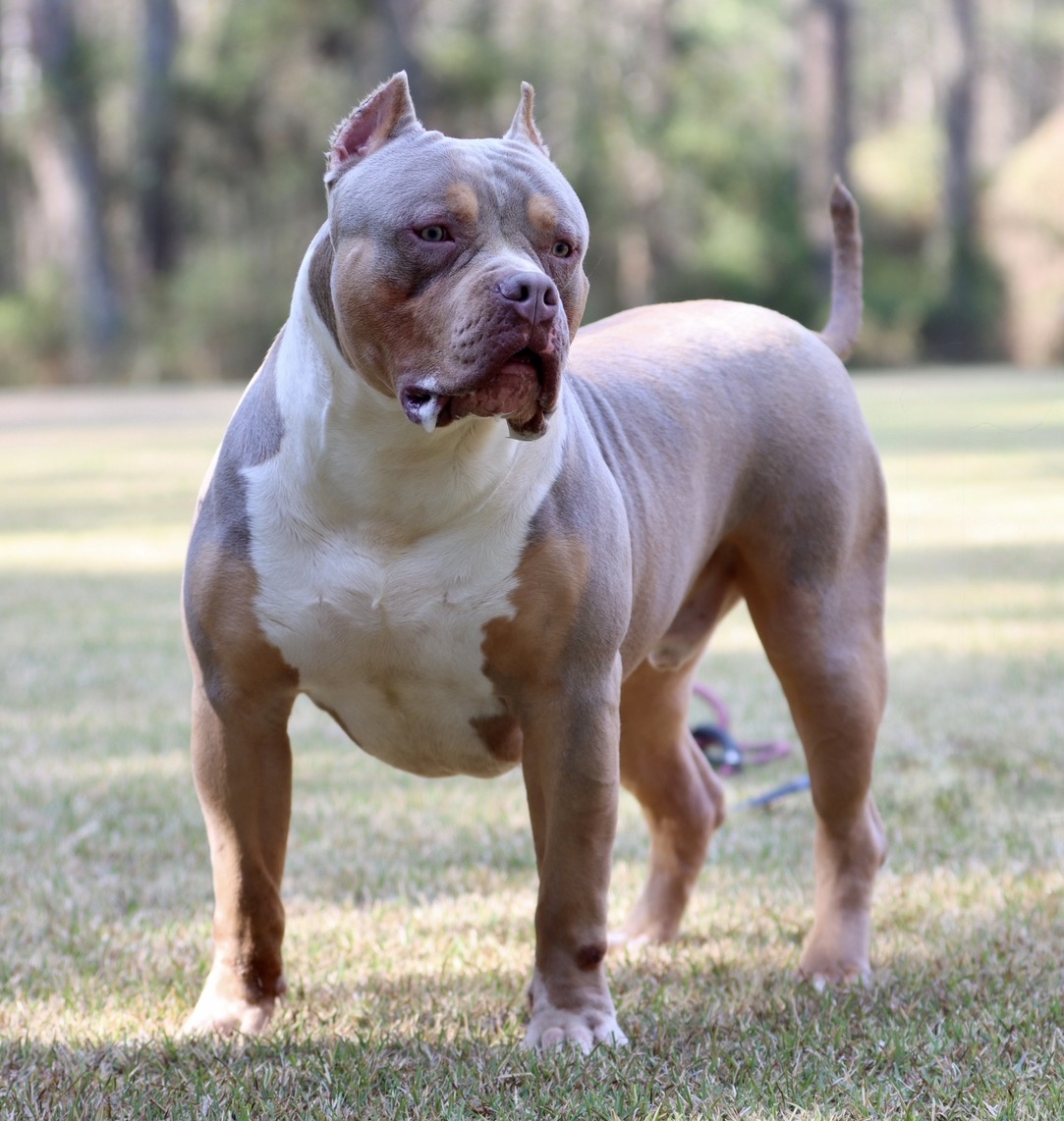 Dog Featured Image