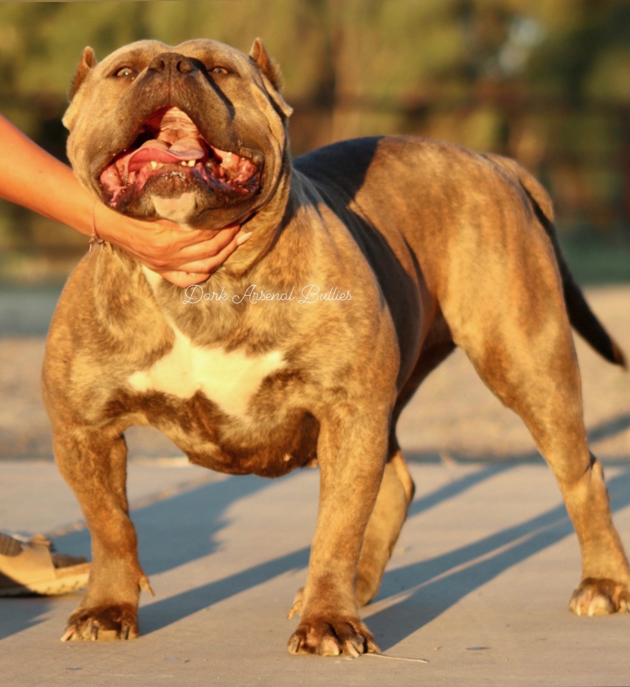 Dog Featured Image