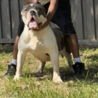 GLB’S Trophy Boy of opie