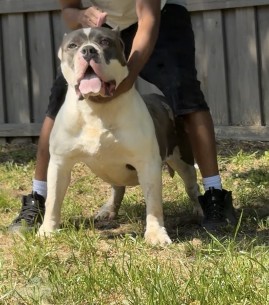 Dog Featured Image
