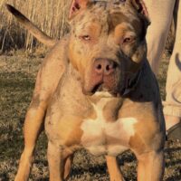 Big O Triton