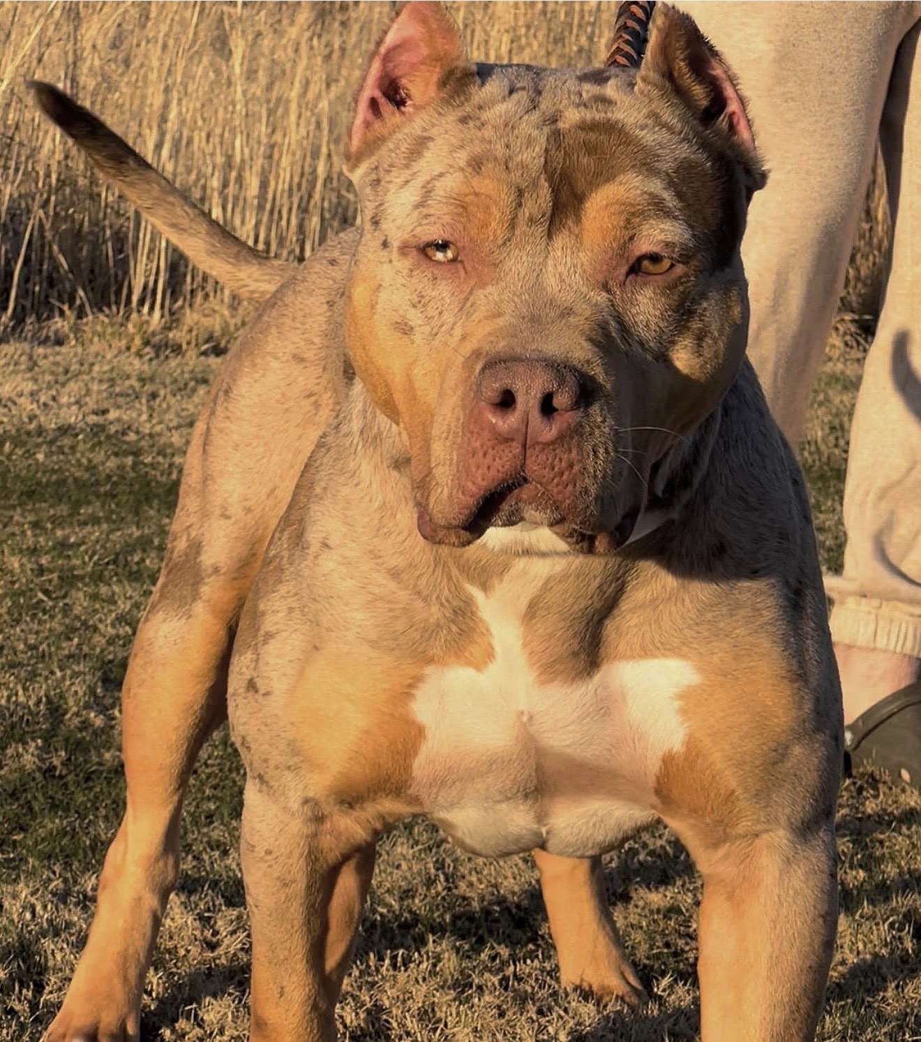 Dog Featured Image