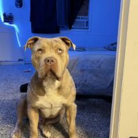 Fourpointkennels LINK