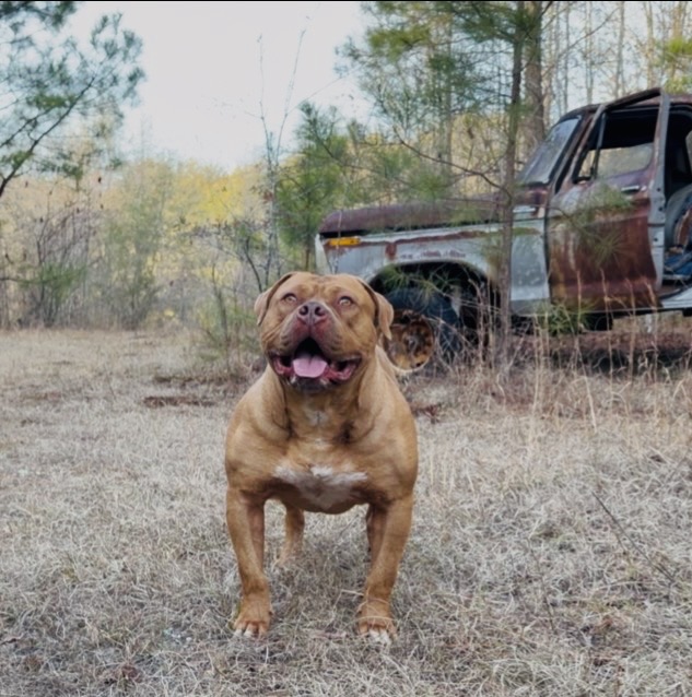 Dog Featured Image