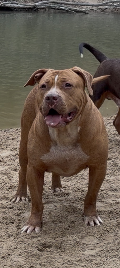 Dog Featured Image