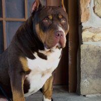 HCB COCO