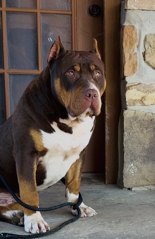Dog Featured Image