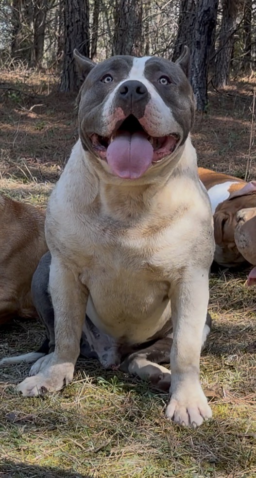 Dog Featured Image