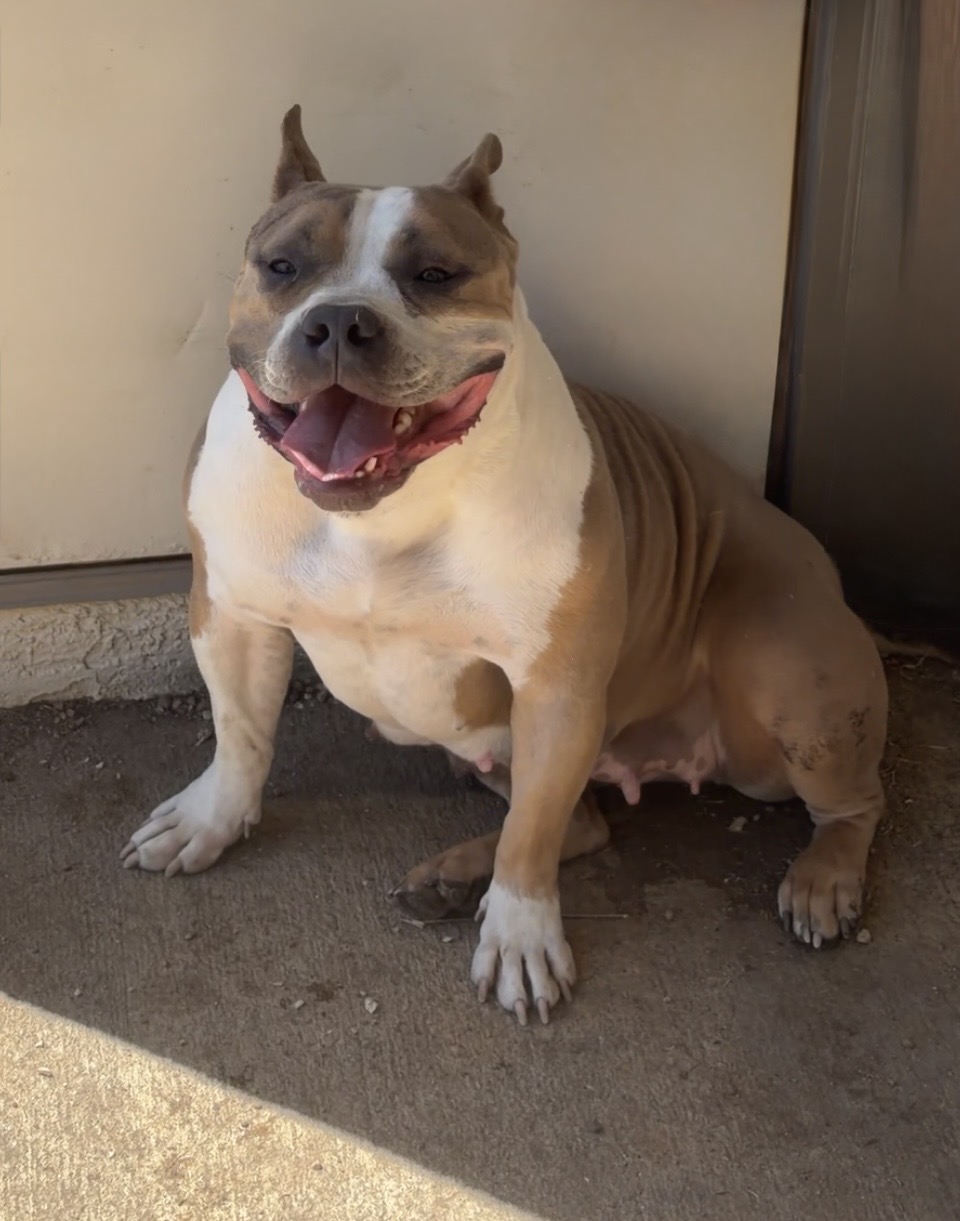 Dog Featured Image