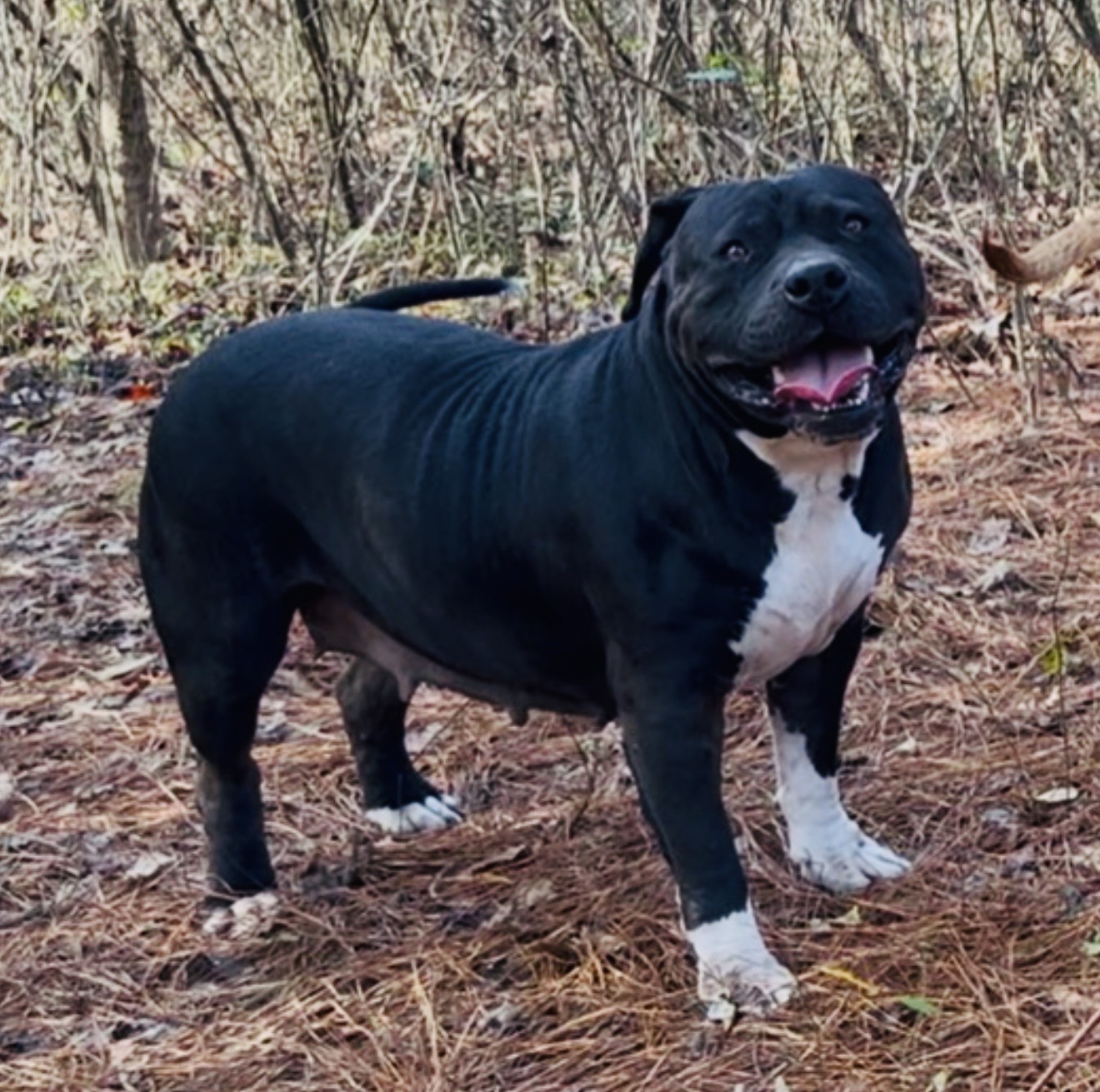 Dog Featured Image
