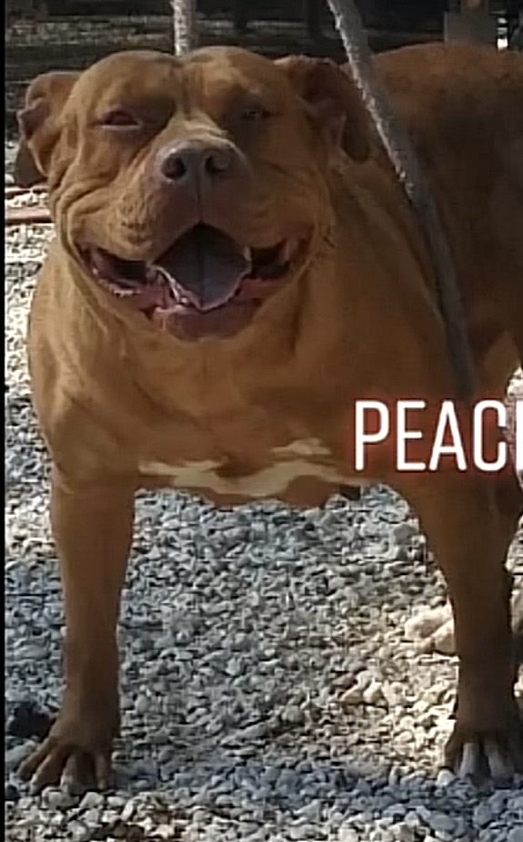 Dog Featured Image