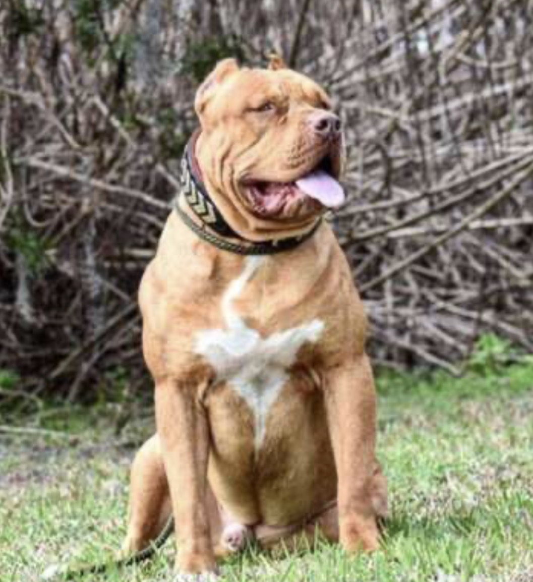 Dog Featured Image