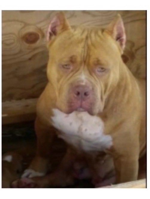 Dog Featured Image