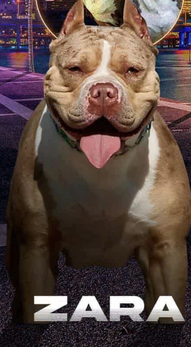 Dog Featured Image