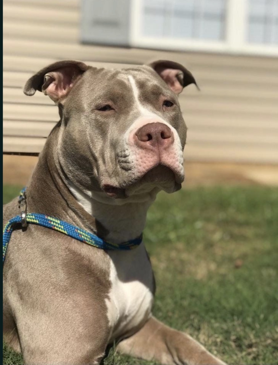 Dog Featured Image