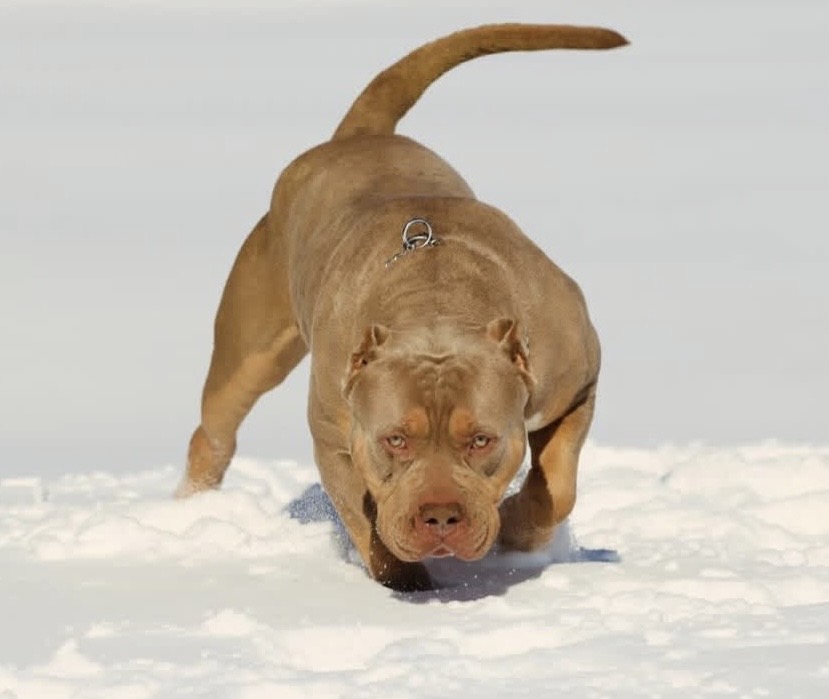Dog Featured Image