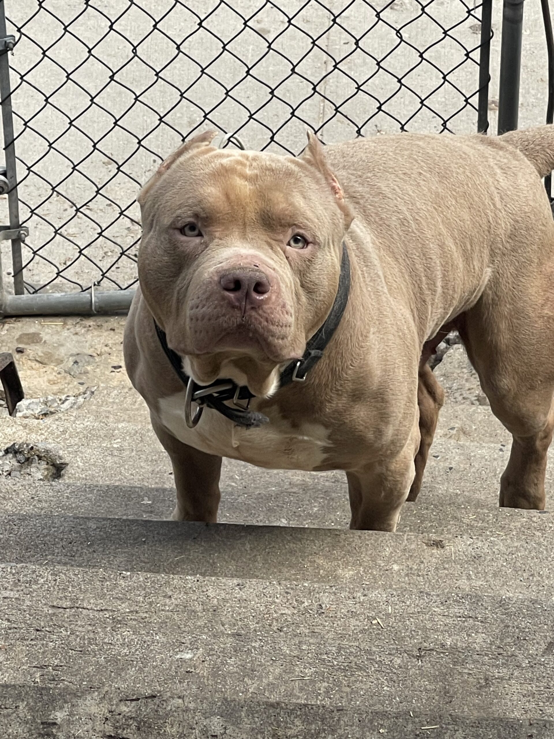 Dog Featured Image