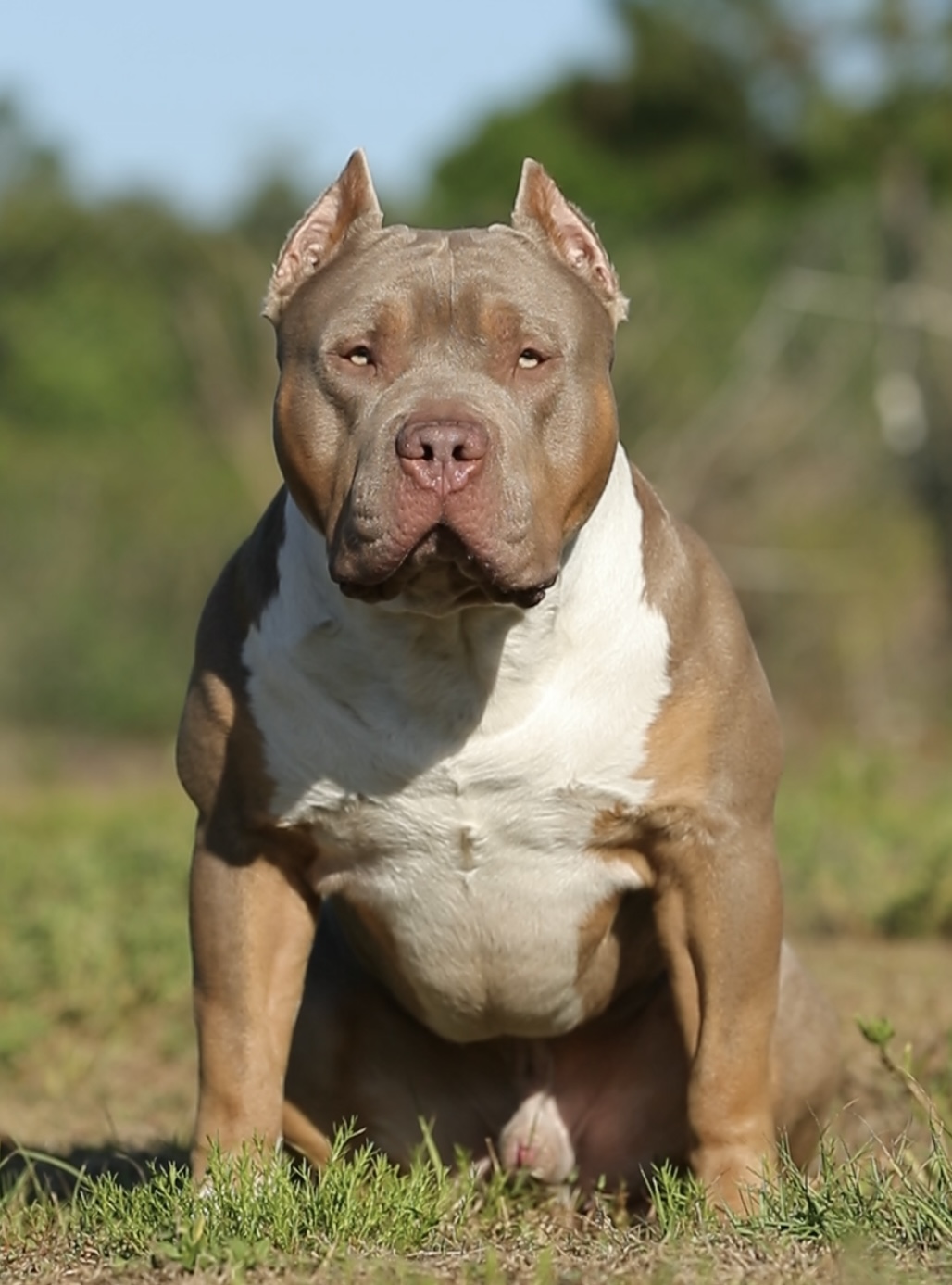 Dog Featured Image