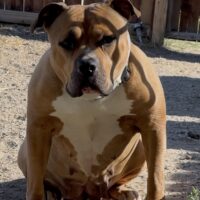 Diamond Junkiee Kennels CaliRose