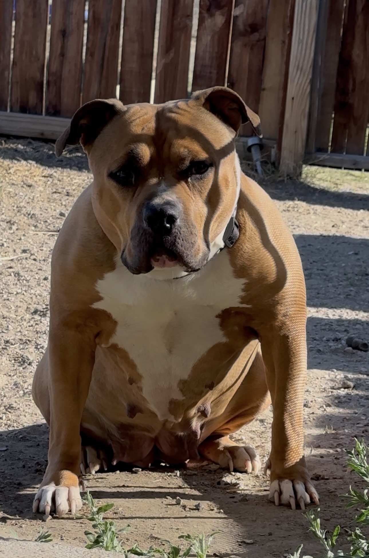 Dog Featured Image
