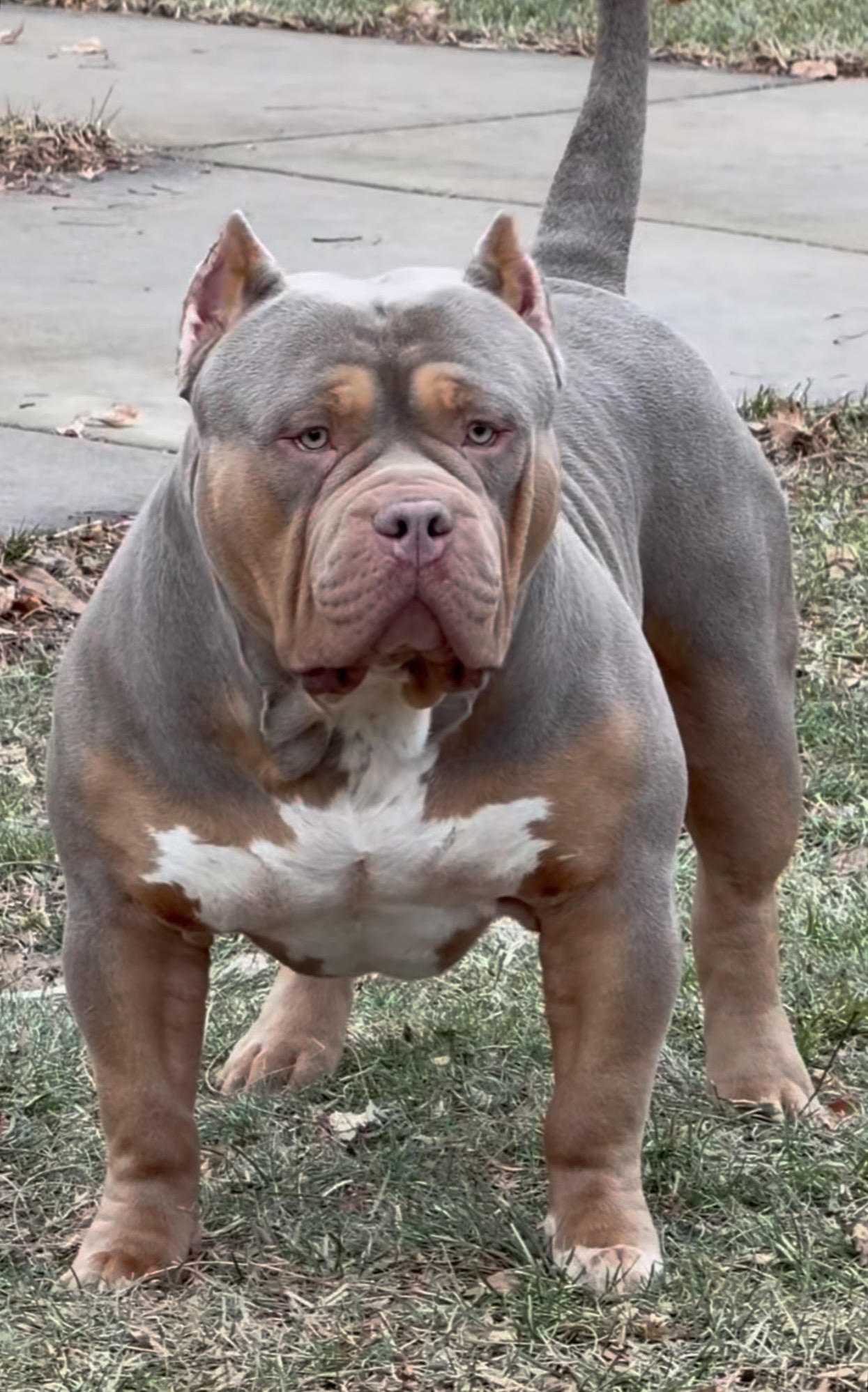 Dog Featured Image