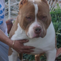 FLYKAIKENNELS KODAK