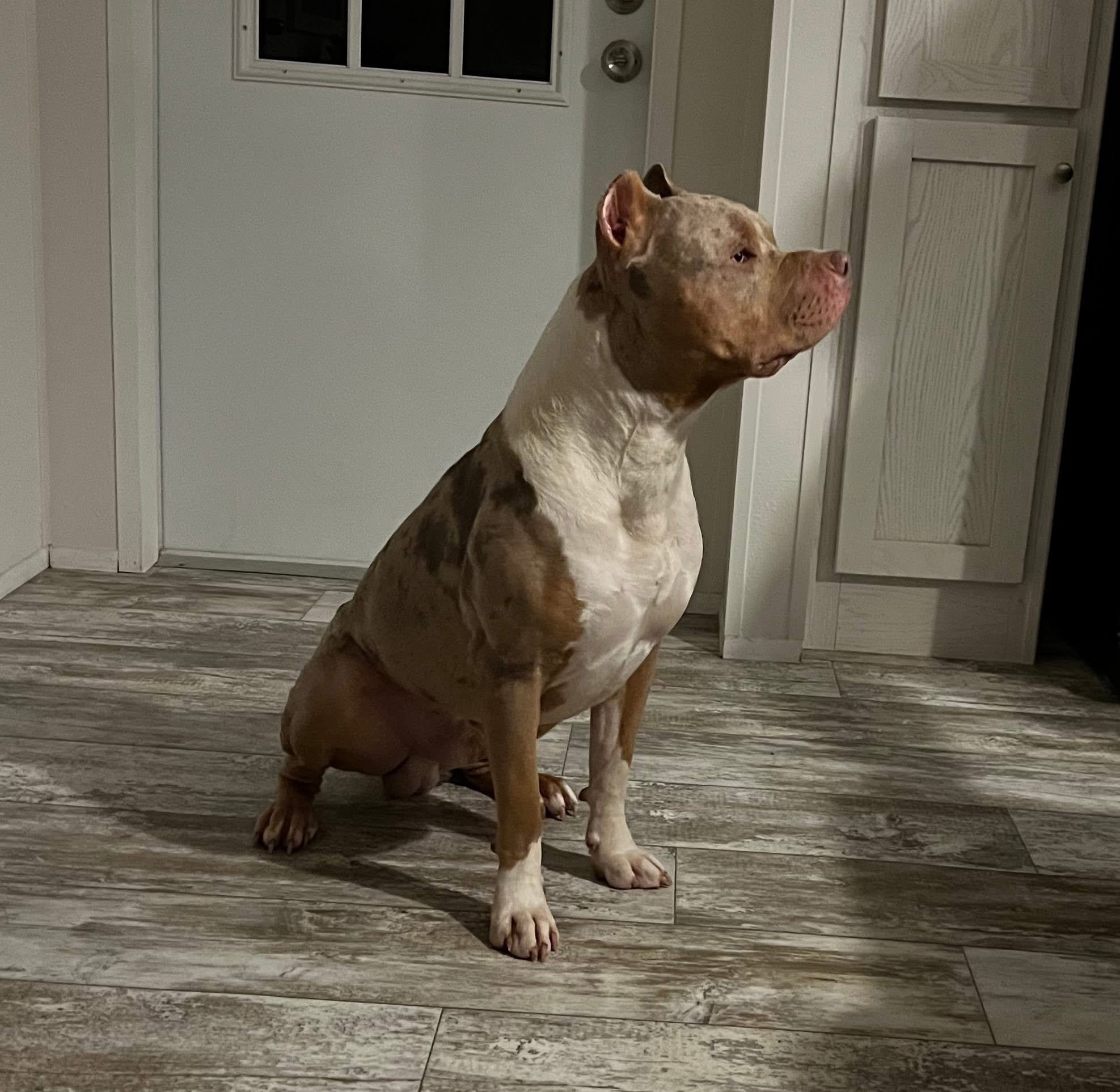 Dog Featured Image