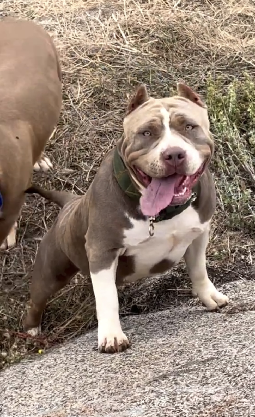 Dog Featured Image