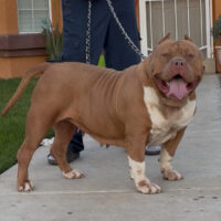BGP’s DAISY