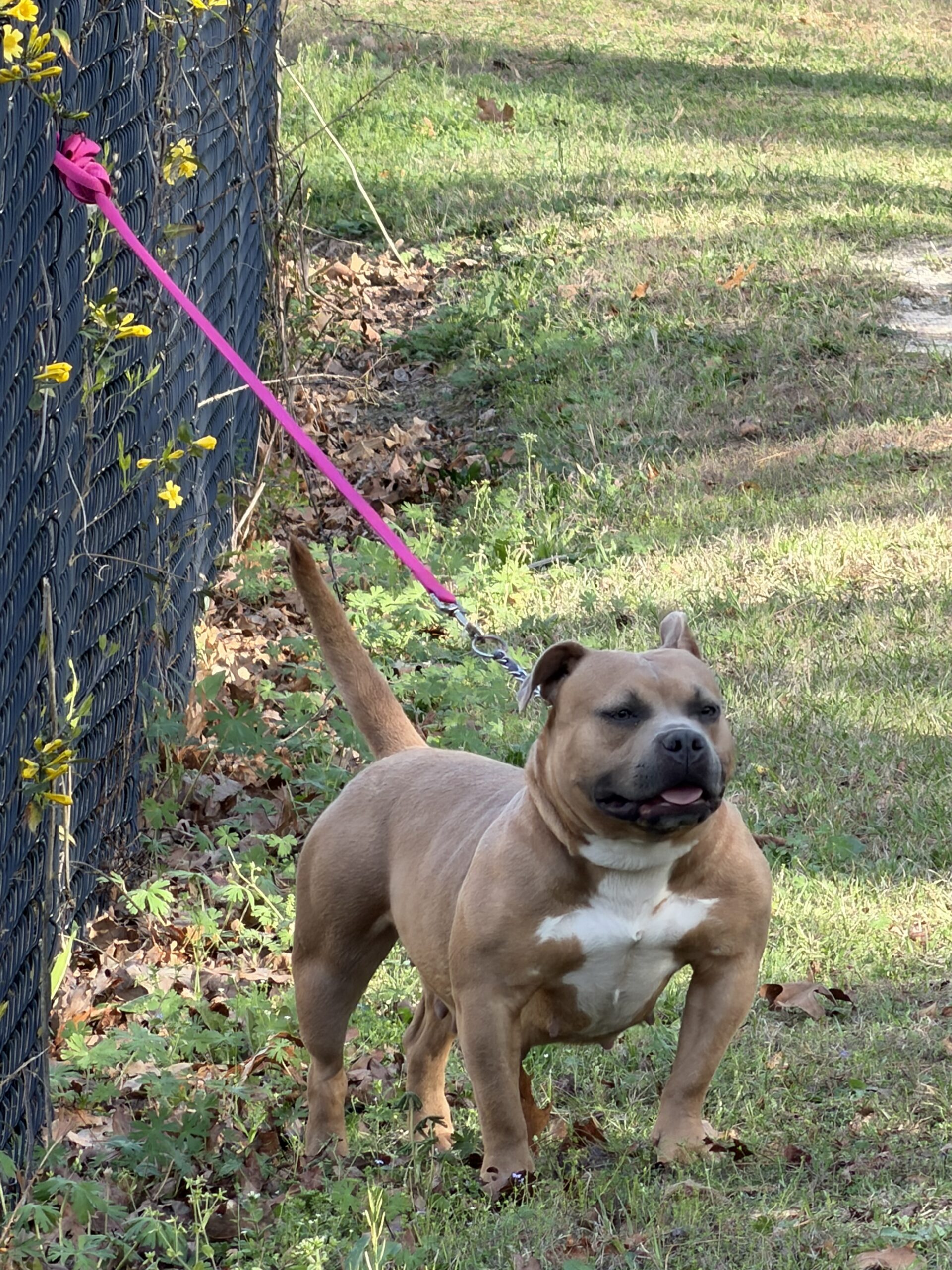 Dog Featured Image